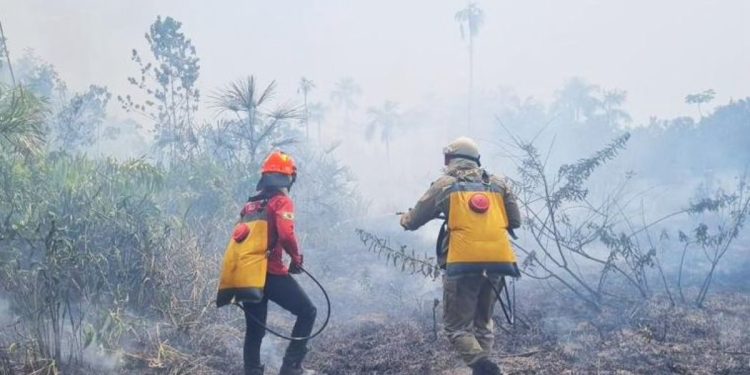 amazonas registrou mais de 2 mil incendios entre julho e novembro deste ano - JORNAL DA TARDE