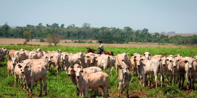 fazenda nossa senhora das gracas caarapo ms 06 foto wenderson araujo trilux - JORNAL DA TARDE