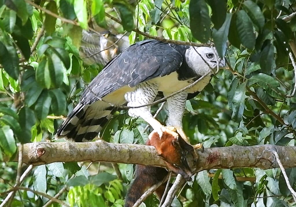 Harpia capturando um quati com um gavião-miudinho atacando para proteger seu ninho na Amazônia