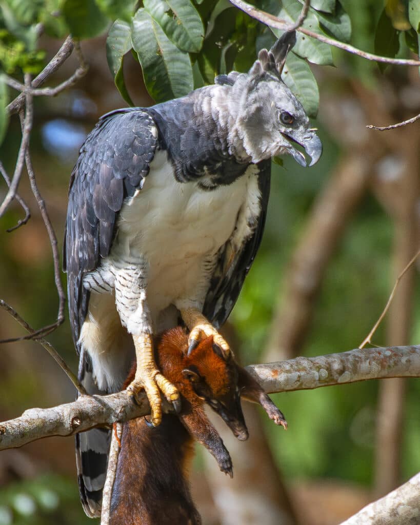 Harpia capturando um quati na Amazônia, demonstração de habilidade predatória e a interconexão da cadeia alimentar.