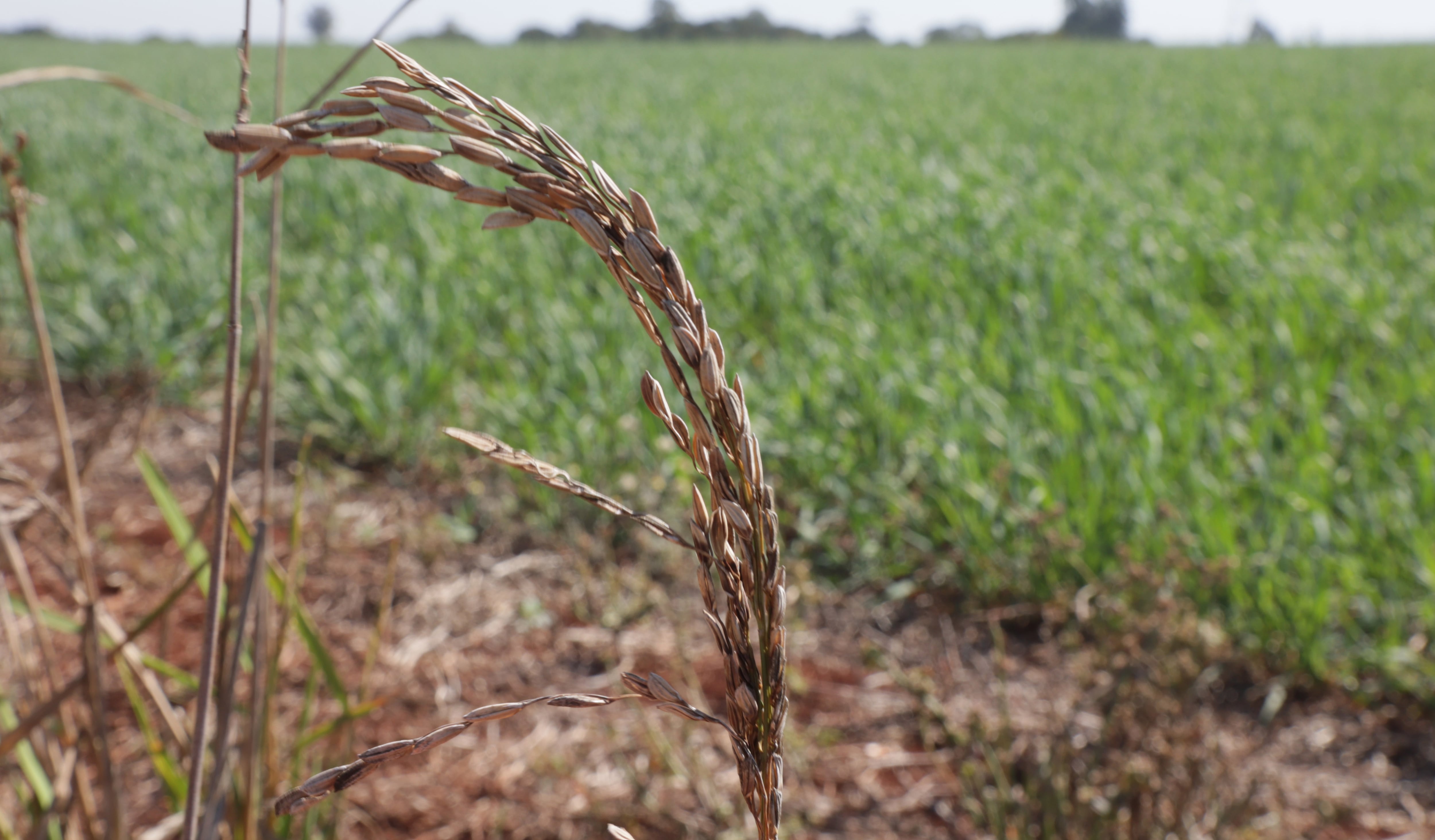 Produtores do RS colhem 716 milhoes de toneladas de arroz - JORNAL DA TARDE