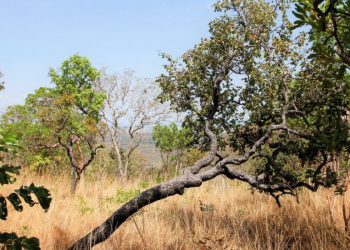 T1 Notícias | Estado | Boletim indica temperaturas elevadas e baixa umidade no Tocantins