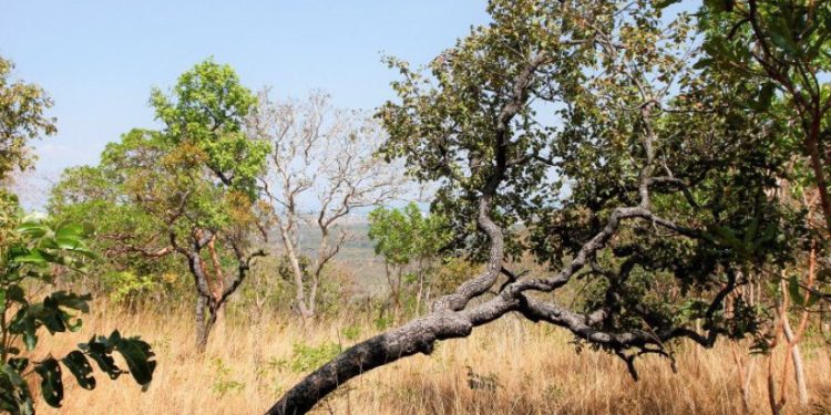 T1 Notícias | Estado | Boletim indica temperaturas elevadas e baixa umidade no Tocantins