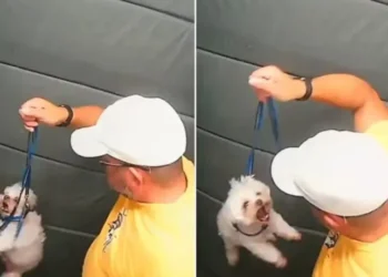 Guarda aposentado agride cãozinho dentro do elevador em SP; vídeo