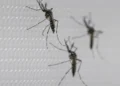 SUS suspende uso de vacina da dengue do Butantan após reações adversas