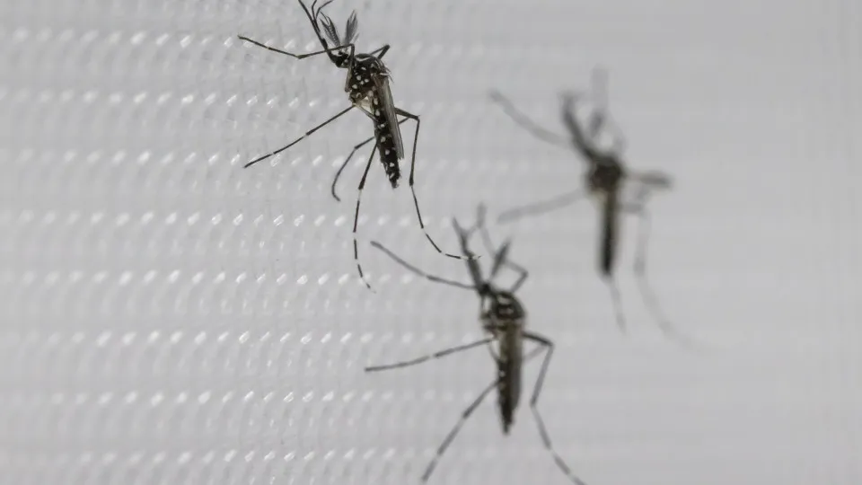 SUS suspende uso de vacina da dengue do Butantan após reações adversas