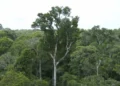 Desmate na amazônia em maio fica perto de mínima histórica