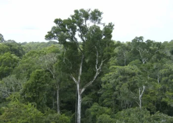Desmate na amazônia em maio fica perto de mínima histórica
