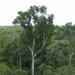 Desmate na amazônia em maio fica perto de mínima histórica