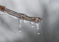 Frio persiste com risco de geada no Sul e Sudeste