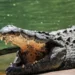 Homem é preso suspeito de jogar criança aos crocodilos na Inglaterra
