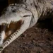 Homem é preso após menino de 3 anos cair dentro de habitat de crocodilos