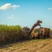 Nordeste deve liderar crescimento econômico do Brasil em 2026