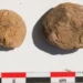 Cientistas acham batatas congeladas há 500 anos, e aparência surpreende