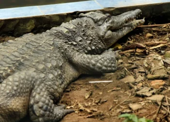 Menino atacado por crocodilo já passou por 5 cirurgias e precisa de mais