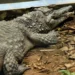 Menino atacado por crocodilo já passou por 5 cirurgias e precisa de mais
