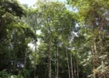 Amazônia tem menor índice de desmatamento para o 1º semestre em uma década