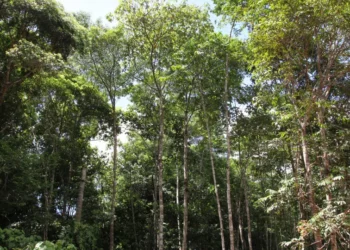 Amazônia tem menor índice de desmatamento para o 1º semestre em uma década