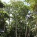 Amazônia tem menor índice de desmatamento para o 1º semestre em uma década