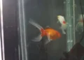 Tribunal argentino reconhece dois peixes dourados como seres sencientes