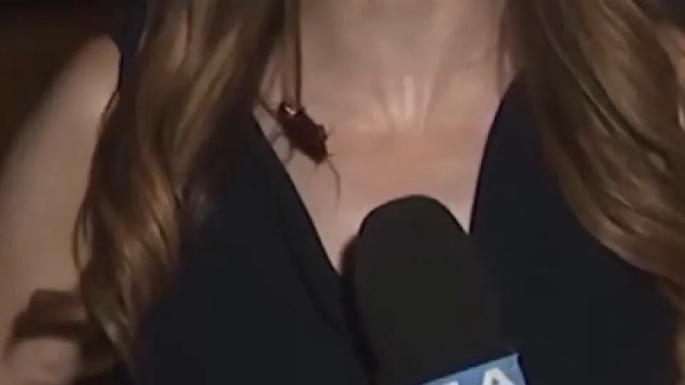 Vídeo viral: Barata voadora invade cobertura ao vivo de jornalista