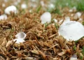 Tempestades e granizo continuam no Rio Grande do Sul