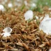 Tempestades e granizo continuam no Rio Grande do Sul