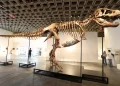 Gus, um dos maiores T-Rex, foi vendido por valor recorde: 255 milhões