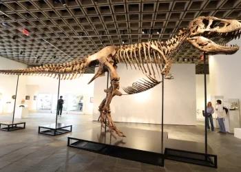 Gus, um dos maiores T-Rex, foi vendido por valor recorde: 255 milhões