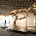 Gus, um dos maiores T-Rex, foi vendido por valor recorde: 255 milhões