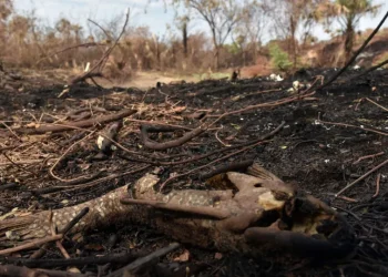 Área queimada no Brasil fica 31% abaixo da média histórica em 2025