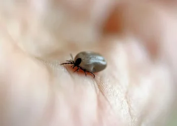 Mulher morre de febre maculosa no ABC; carrapatos foram encontrados em cães da vítima
