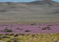 Chuva de quatro anos cai em quatro dias no deserto mais seco do mundo