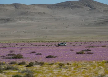 Chuva de quatro anos cai em quatro dias no deserto mais seco do mundo