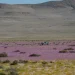 Chuva de quatro anos cai em quatro dias no deserto mais seco do mundo