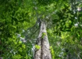 Amazônia tem menor área sob alerta de desmatamento em 10 anos