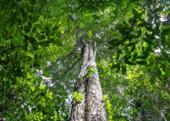 Amazônia tem menor área sob alerta de desmatamento em 10 anos