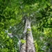 Amazônia tem menor área sob alerta de desmatamento em 10 anos
