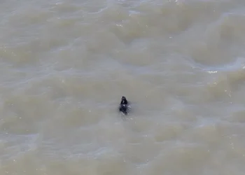 Cão desaparecido há semanas é resgatado enquanto nadava nos EUA; veja