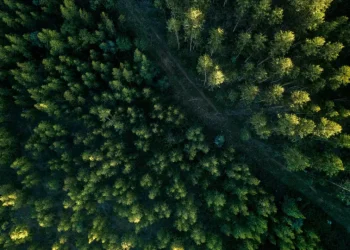 Como é o projeto, aprovado no Congresso, que reduz em 37% proteção de floresta na Amazônia