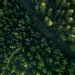 Como é o projeto, aprovado no Congresso, que reduz em 37% proteção de floresta na Amazônia