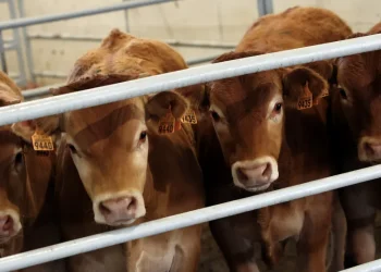 Empresários admitem risco do Brasil deixar de exportar carne para a UE