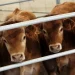 Empresários admitem risco do Brasil deixar de exportar carne para a UE