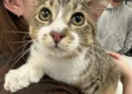 Gato com 28 dedos entra para o Guinness aos 10 meses; veja que fofura