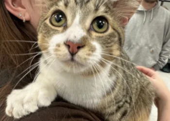 Gato com 28 dedos entra para o Guinness aos 10 meses; veja que fofura
