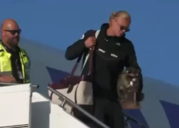 Haaland volta para casa com um guaxinim debaixo do braço; veja