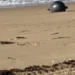 Mistério das esferas metálicas em praia da Austrália ganha explicação
