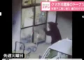 Urso invade 15 casas no Japão e até rouba donuts de geladeira