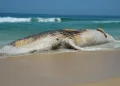 Baleia-jubarte morta aparece na orla e atrai curiosos em Praia Grande, litoral de SP