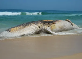 Baleia-jubarte morta aparece na orla e atrai curiosos em Praia Grande, litoral de SP